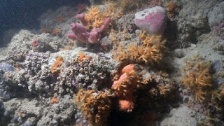 Una barriera corallina al largo del mare di Bari