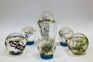 èVivo: un’ecosistema chiuso dove vivono gamberetti dal colore rosso acceso