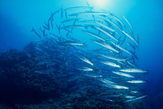 Ustica: una piccola perla nera