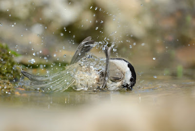 Il bagnetto in una pozza d’acqua di una cincia bigia. Riflessioni di un fotografo naturalista
