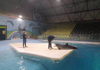 Kasya, la delfina volante