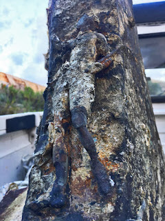 Eccezionale novità: una vittoria alata in rilievo sul rostro Egadi 18