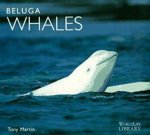 Beluga whales