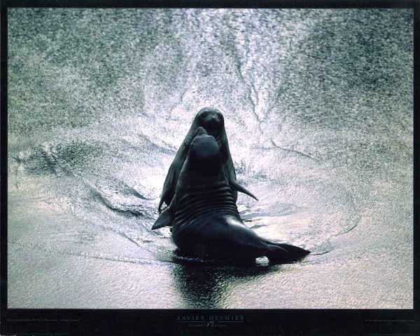 Merounga leonina - piccolo