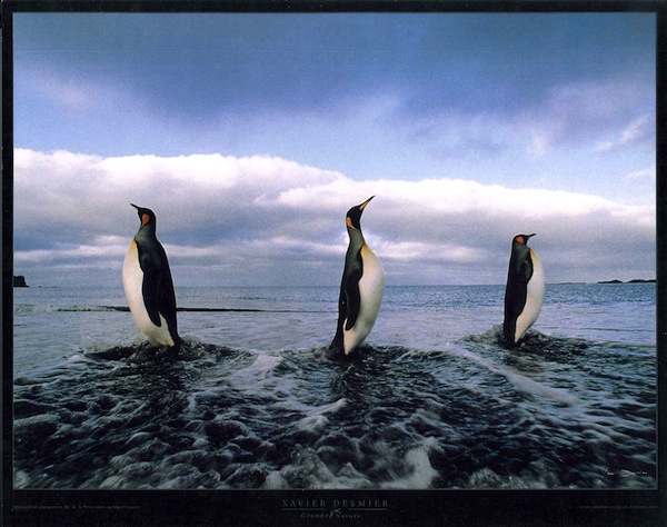 Aptenodytes patagonica... - piccolo