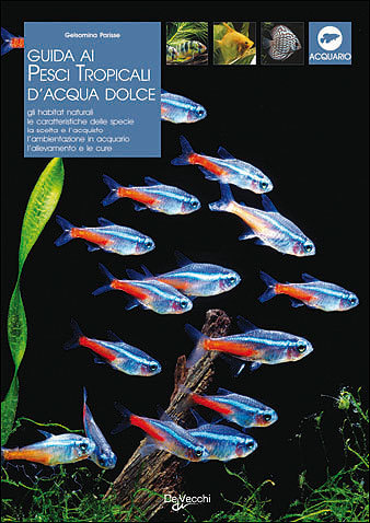 Guida ai pesci tropicali d'acqua dolce