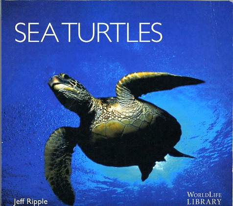 Sea turtles