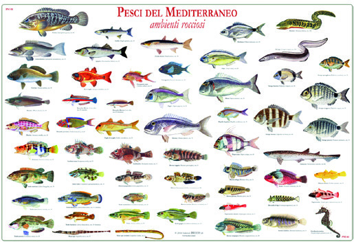 Pesci del Mediterraneo - ambienti rocciosi