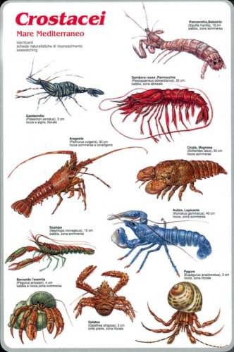 Crostacei Mare Mediterraneo