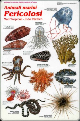 Animali marini pericolosi mari Tropicali - Indo Pacifico