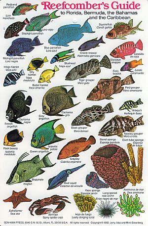Reefcomber's guide to Florida and the Caribbean