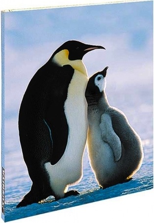 Blank book pinguini - piccolo