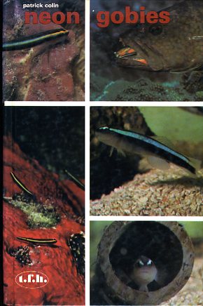 Neon gobies