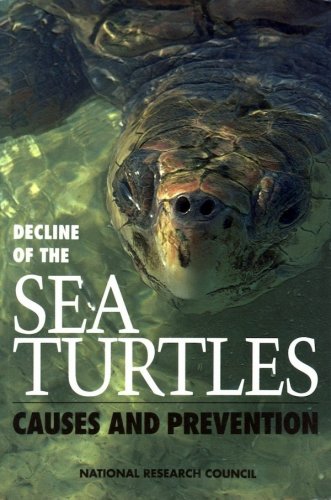 Decline of the sea turtles
