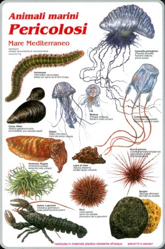 Animali marini pericolosi mare Mediterraneo