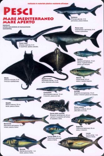 Pesci Mare Mediterraneo zona mare aperto