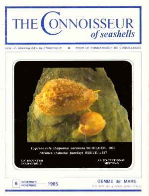 Connoisseur of seashells n.6
