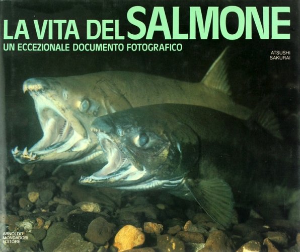 Vita del salmone