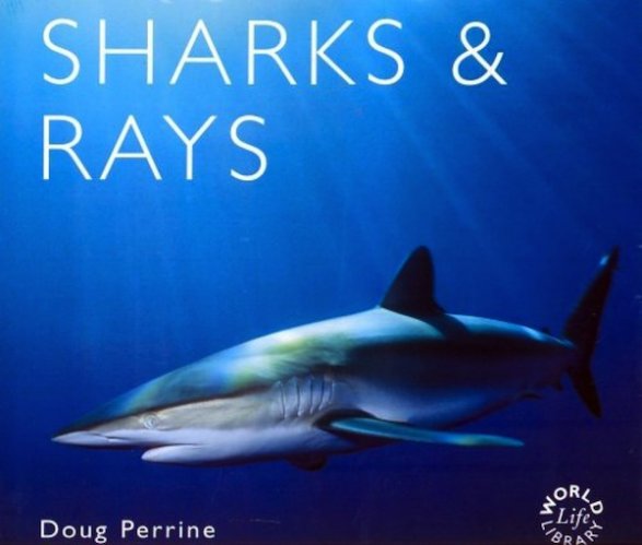 Sharks & rays