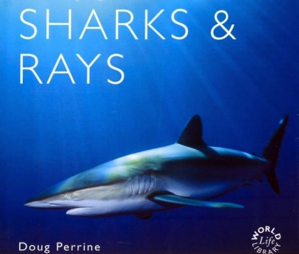 Sharks & rays