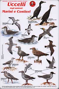 Uccelli degli ambienti marini e costieri