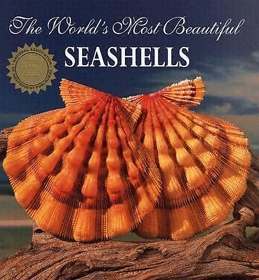 World's most beautiful seashells