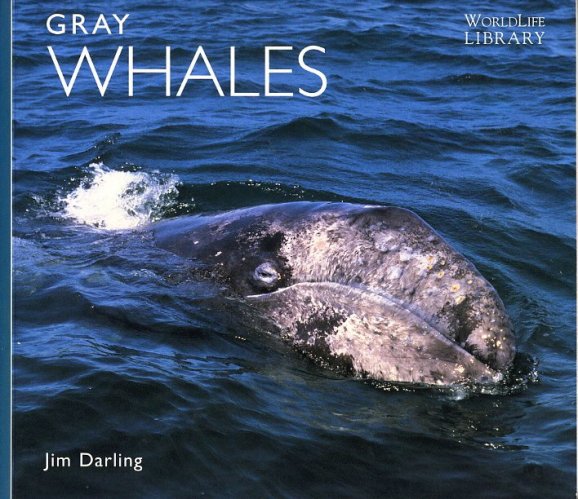 Gray whales