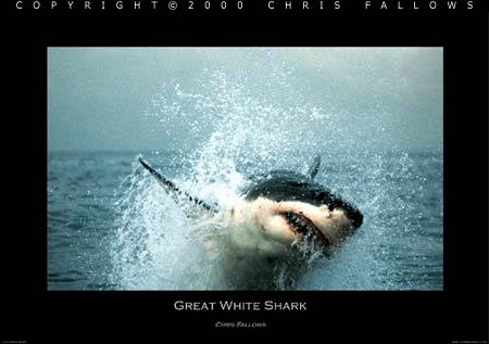 Hercules - Great White Shark