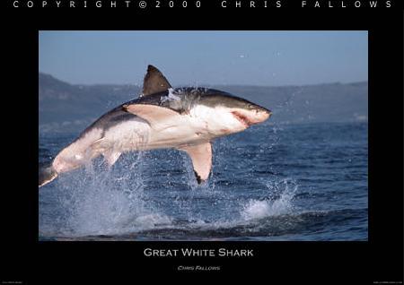 Air attack - Great White Shark
