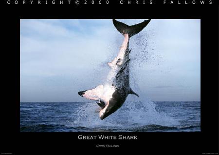 Head stand - Great White Shark