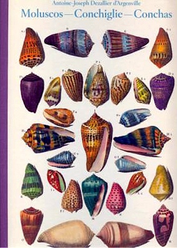 Moluscos conchiglie conchas