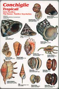 Conchiglie tropicali - Indo Pacifico, Mar Rosso, Maldive, Seychelles