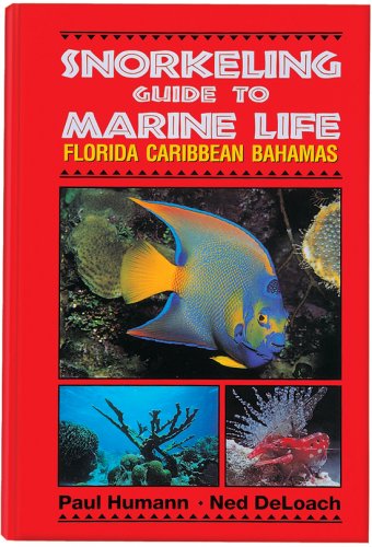 Snorkeling guide to marine life