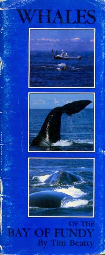 Whales of the bay of Fundy