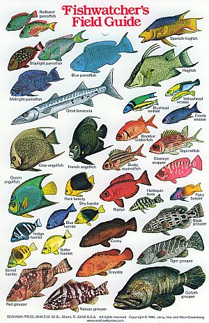 Fishwatcher's field guide