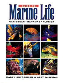 Guide to marine life Caribbean, Bahamas, Florida
