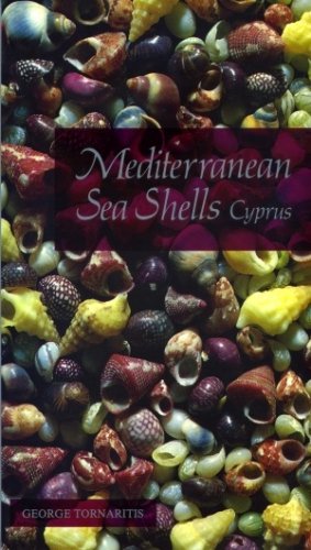 Mediterranean sea shells of Cyprus