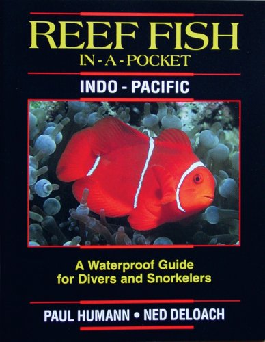 Reef fish in a pocket - Indo-Pacific