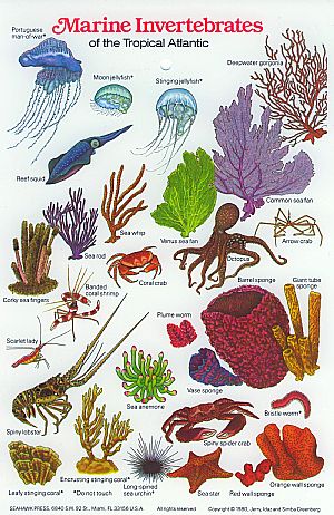 Marine invertebrates of the tropical Atlantic