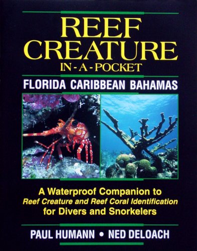 Reef creature in a pocket - Florida, Caribbean, Bahamas