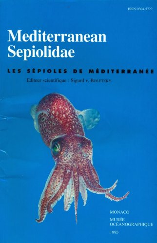 Méditerranean sepiolidae