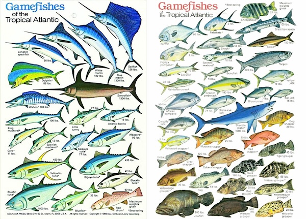 Gamefish of the tropical Atlantic