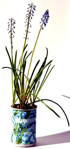 Muscari Microgiardini bulbi