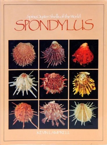 Spondylus