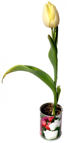 Tulipano Microgiardini bulbi