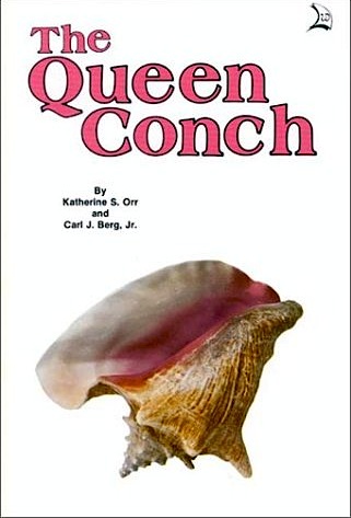 Queen Conch