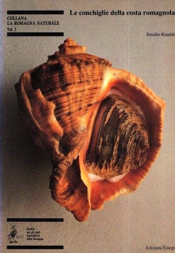Conchiglie della costa Romagnola