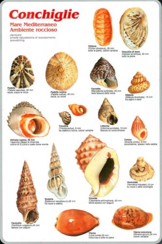 Conchiglie Mare Mediterraneo ambiente roccioso