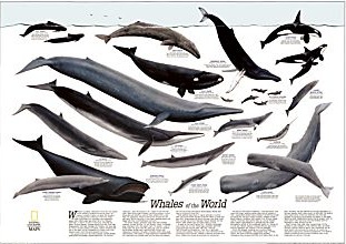 Whales of the world
