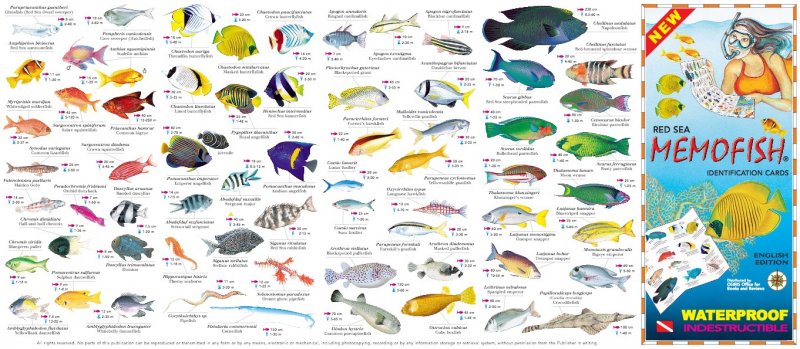 Mar Rosso Memofish waterproof